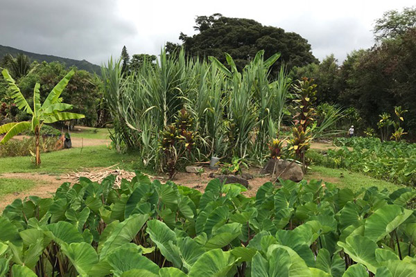 Maka'aka Farm, Waihe'e, Maui