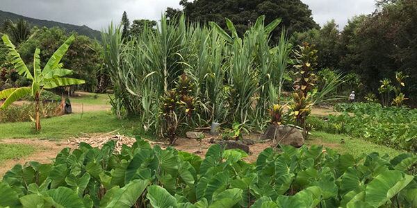 Maka'aka Farm, Waihe'e, Maui