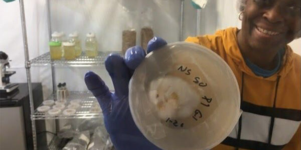 sca mycelium lab