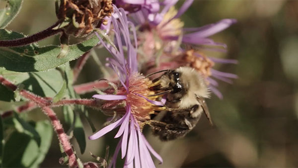 bee and flower - Beyond Pesticides