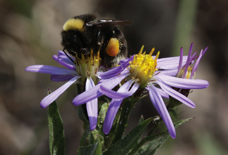 Photograph of a western bumble bee. (Photo credit: The Xerces Society / Rich Hatfield)
